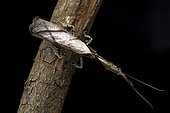 Ghost Mantis (Phyllocrania paradoxa) male, Analamazaotra, Alaotra-Mangoro, Madagascar