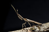 Ghost Mantis (Phyllocrania paradoxa) male, Analamazaotra, Alaotra-Mangoro, Madagascar