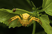 Madagascar Crab Spider (Cyriogonus sp) in situ, Analamazaotra, Alaotra-Mangoro, Madagascar