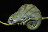 Parson's Chameleon (Calumma parsoni christifer in situ), Analamazaotra, Alaotra-Mangoro, Madagascar