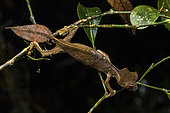 Uroplate satanique (Uroplatus phantasticus) in situ, Mitsinjo, Madagascar