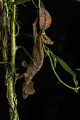 Satanic leaf-tailed geckos (Uroplatus phantasticus) in situ, Mitsinjo, Madagascar