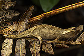 Brown Leaf Chameleon (Brookesia superciliaris) in situ, Mitsinjo, Madagascar