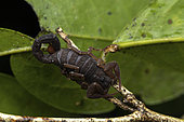 Scorpion (Grosphus teruelius madagascariensis), Analamazaotra, Madagascar