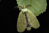 Moth (Italaviana griveaudi) in situ, Mitsinjo, Madagascar