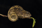 Short-horned chameleon (Calumma brevicorne) in situ, Analamazaotra, Madagascar
