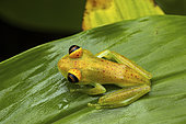 Green bright-eyed frog (Boophis viridis) in situ, Analamazaotra, Madagascar