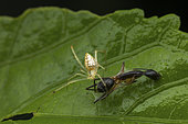 Mirror spider (Thwaitesia sp) female with prey in situ, Analamazaotra Madagascar