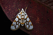 Moth (Obtusipalpis rubricostalis) on leaf, Analamazaotra Madagascar