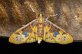 Moth (Ghesquierellana hirtusalis), Analamazaotra, Madagascar