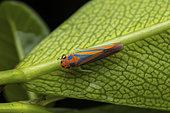 Leafhopper (Madranga sp) on leaf, Analamazaotra, Madagascar
