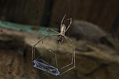 Madagascar Net casting spider (Asianopis madagascariensis) in situ, Analamazaotra, Madagascar