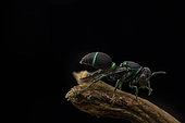 Paper wasp (Ropalidia avulorum), Analamazaotra Madagascar