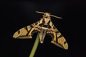 Hawk Moth (Batocnema cocquerelii) on stem, Analamazaotra Madagascar