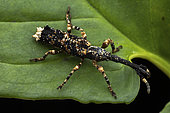 Straight-snouted weevil (Pholidochlamys madagascariensis) on leaf, Analamazaotra Madagascar