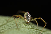 Mirror spider (Thwaitesia pulcherrima) female in situ, Analamazaotra, Madagascar