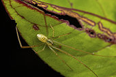 Mirror spider (Thwaitesia pulcherrima) male in situ, Analamazaotra, Madagascar