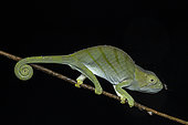 Parson's Chameleon (Calumma parsoni cristifer) in situ, Analamazaotra Madagascar