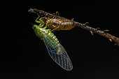 Cicada (Cicadidae sp) emergence in situ, Analamazaotra Madagascar