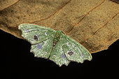 Geometer (Archichlora alophias) on leaf, Analamazaotra Madagascar