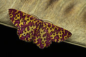 Geometer moth (Chrysocraspeda anthocroca), Analamazaotra Madagascar
