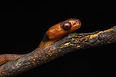 Banded Tree Snake (Phisalixella arctifasciata) juvenile, Analamazaotra Madagascar