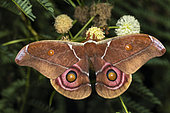 Suraka silk moth (Antherina suraka) male, Analamazaotra Madagascar