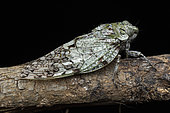 Yanga Cicada (Yanga sp healthi), Analamazaotra Madagascar