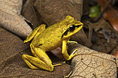 Jumping frog of Madagascar (Aglyptodactylus madagascariensis), in situ, Analamazaotra Madagascar