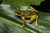 Ida's Bright-eyed Frog (Boophis idae) in situ, Analamazaotra Madagascar