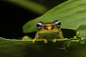 Bott's Bright-eyed Frog (Boophis bottae) in situ, Analamazaotra Madagascar
