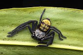 East African huntsman spider (Damastes sp), Analamazaotra, Madagascar