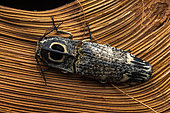 Click beetle (Neolycoreus regalis), Analamazaotra Madagascar