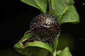 Flat Bug (Plataspis singularis), Torotorofotsy, Alaotra Mangoro, Madagascar