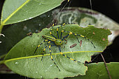 Lynx spider (Peucetia lucasi), Torotorofotsy, Alaotra Mangoro, Madagascar