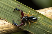 Jumping spider (Padilla sp), Torotorofotsy, Alaotra Mangoro, Madagascar