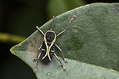 Palm Weevil (Eugnoristus monachus), Torotorofotsy, Alaotra Mangoro, Madagascar