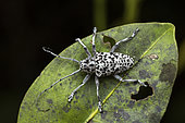 Longhorn beetle (Frea sparsa) in situ, Torotorofotsy, Alaotra Mangoro, Madagascar