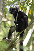 Black lemur (Eulemur macaco), Lake Ampitabe, Pangalanes Channel, Madagascar