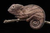 Parson's Chameleon (Calumma parsoni cristifer) young in situ, Analamazaotra Madagascar