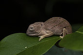 Parson's Chameleon (Calumma parsoni cristifer) young in situ, Analamazaotra Madagascar