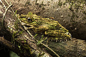Madagascar Frog (Spinomantis aglavei) in situ with a mosquito on its back, Mitsinjo, Madagascar