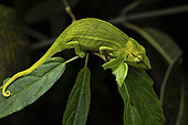 Perinet chameleon (Calumma gastrotaenia), Mitsinjo, Madagascar