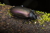 Darkling beetle (Tenebrionidae sp), Analamazaotra Madagascar