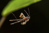 Pelican spider (Eriauchenus workmani) male in situ, Mitsinjo, Madagascar
