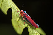 Leafhopper (Cicadellidae sp), Analamazaotra Madagascar