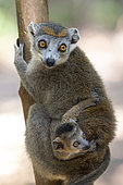 Crowned lemur (Eulemur coronatus) with young, Ampitabe Lake, Pangalanes Channel, Atsinanana, Madagascar