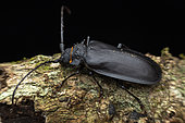 Longhorn beetle (Derelophis sp) female in situ, Analamazaotra Madagascar