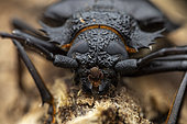 Longhorn beetle (Derelophis sp) female in situ with a Pseudoscorpion (Pseudoscorpiones sp), Analamazaotra Madagascar