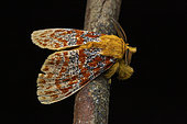Moth (Mpanjaka gentilis), Vakona, Madagascar